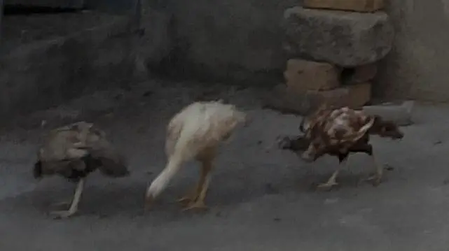 1 Heera patha, 1 Aseel Pair with 3 Pathay — photo 10