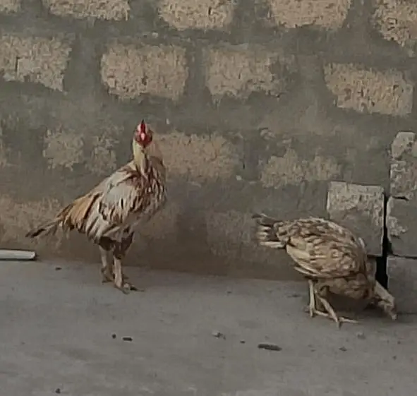1 Heera patha, 1 Aseel Pair with 3 Pathay — photo 11