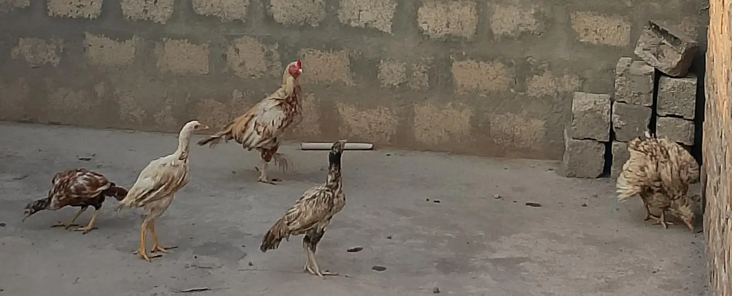 1 Heera patha, 1 Aseel Pair with 3 Pathay — photo 12