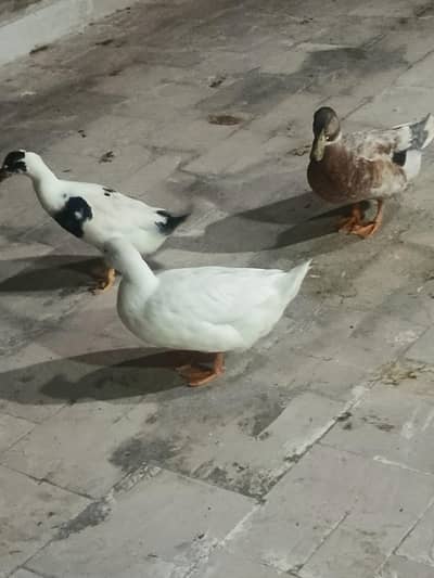 brown duck male white or black duck female
