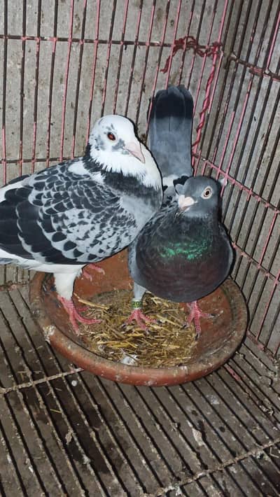 Qasid Pigeon/ Blue Dabaz Pigeon pair / Qasid Kabotar/ Qasid Pigeon