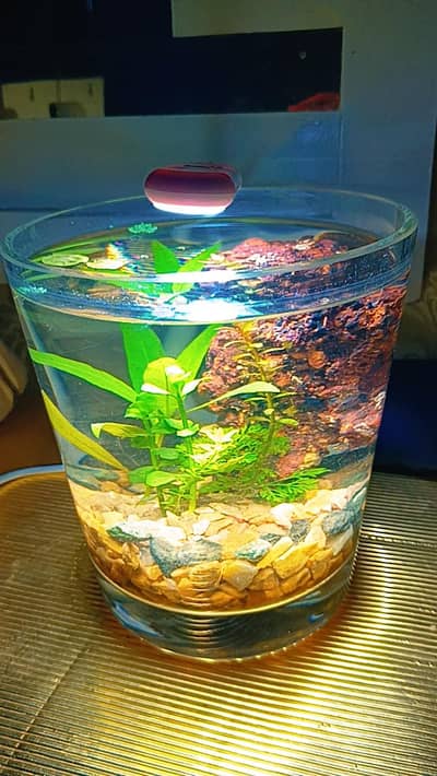 mini aquarium