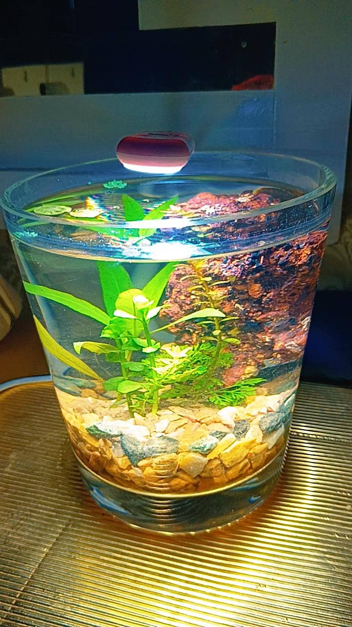 mini aquarium 0