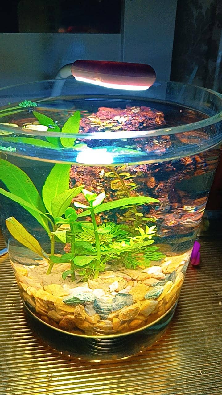 mini aquarium 1