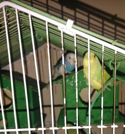 Australian Budgies Ki Khoobsurat Yellow White Jori Farokht Ke Liye