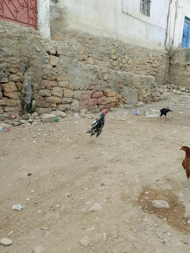 Aseel jawa — photo 2