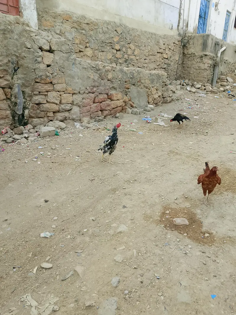 Aseel jawa — photo 3
