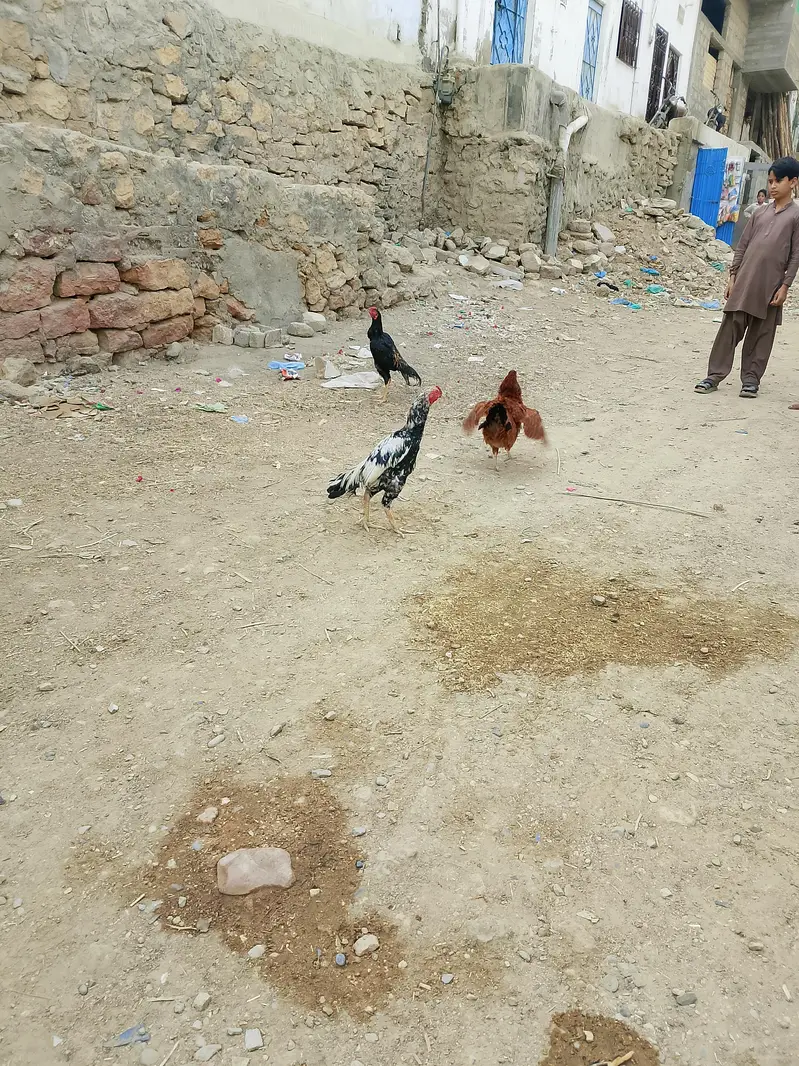 Aseel jawa — photo 4