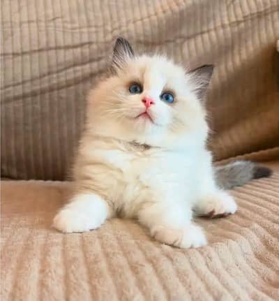 Cat | kittens | Persian | Male | Female | Pair # #