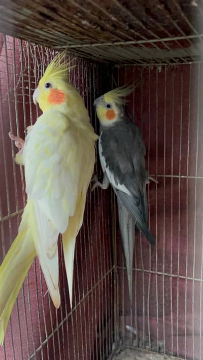 COCKTAIL BREEDER PAIR