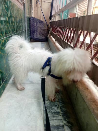 Zero Size Male Toy Poodle for Sale – 10 Months Old | Rawalpindi