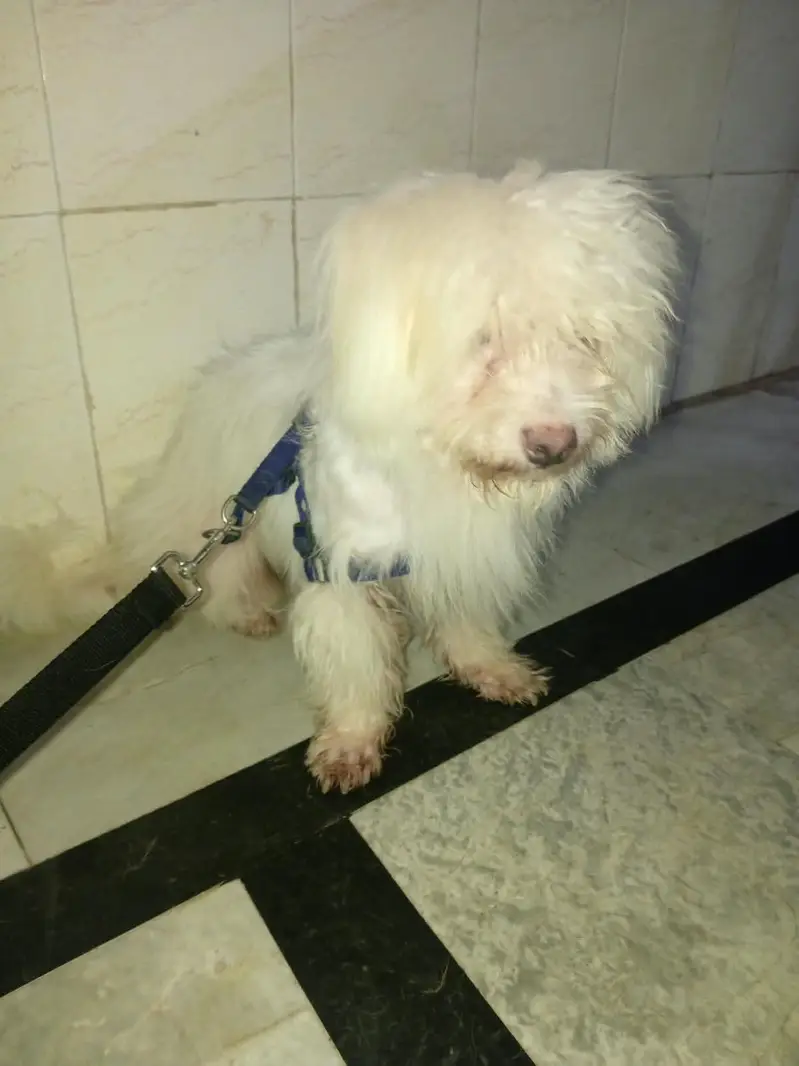 Zero Size Male Toy Poodle for Sale – 10 Months Old | Rawalpindi — photo 2