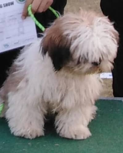 playful & healthy shih tzu dog for sale