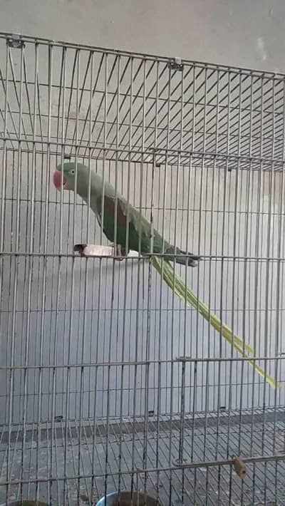 Jumbo size raw parrot female
