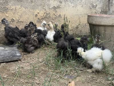 Silkie chicks for sale