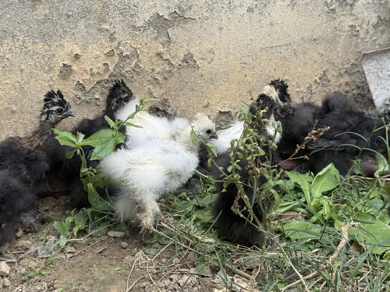 Silkie chicks for sale — photo 2