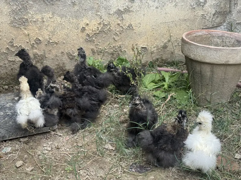 Silkie chicks for sale — photo 3