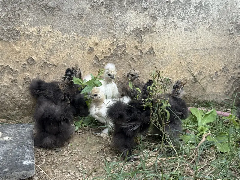 Silkie chicks for sale — photo 4