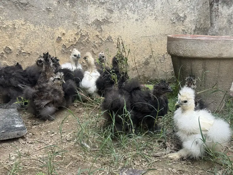 Silkie chicks for sale — photo 5