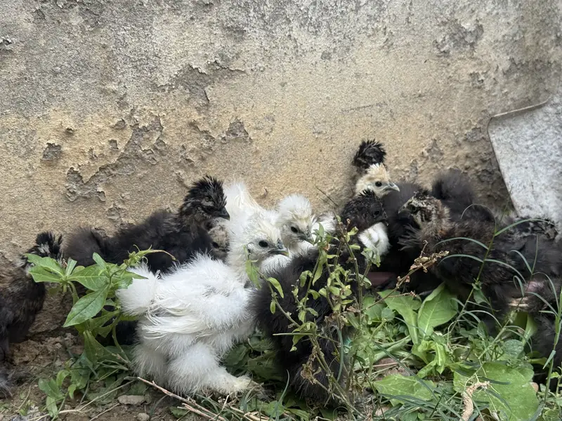 Silkie chicks for sale — photo 6