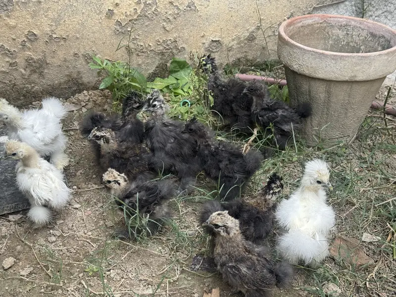 Silkie chicks for sale — photo 7