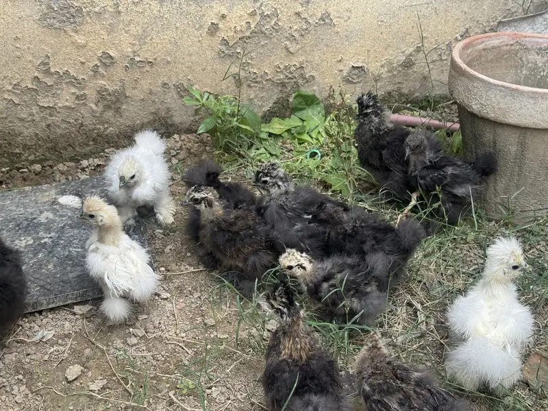 Silkie chicks for sale — photo 8