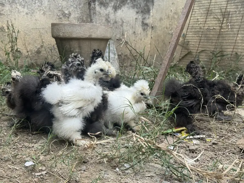 Silkie chicks for sale — photo 9