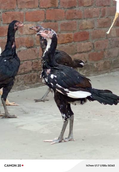 THAI ASEEL FEMALES IMPORTED BLOODLINE AVAILABLE