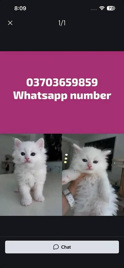 Persian Female kitten for sale