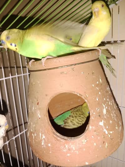 Green Yellow Budgies Pair For Sale