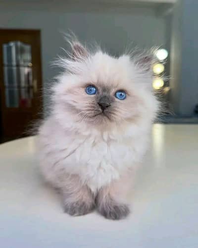 Cat | kittens | Persian | 3 Cote | Fluffy