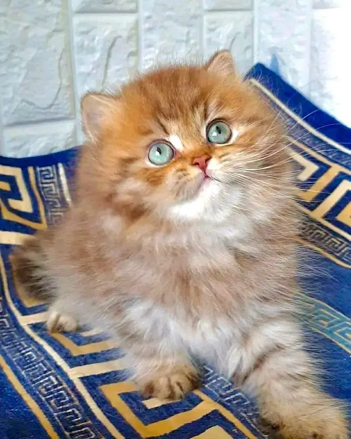 Cat | kittens | Persian | 3 Cote | Fluffy — photo 2