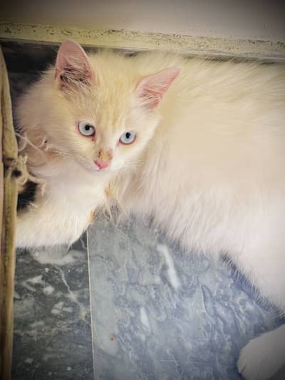 Beautiful white persian cat 