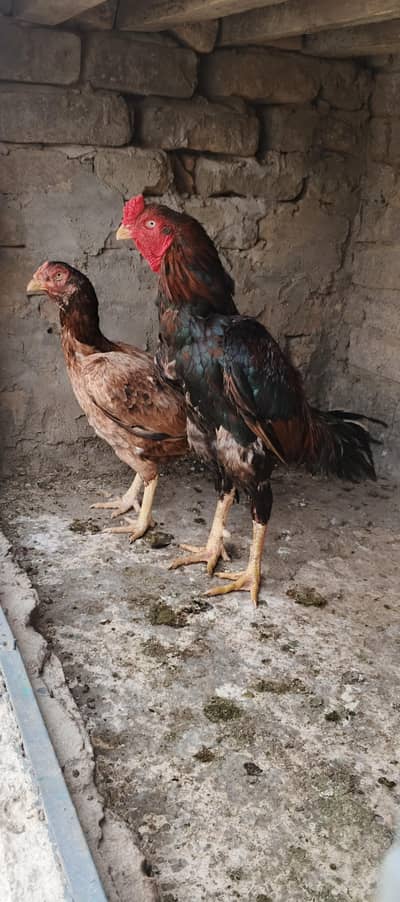 old blood line lakha pair whtsap 03196945520