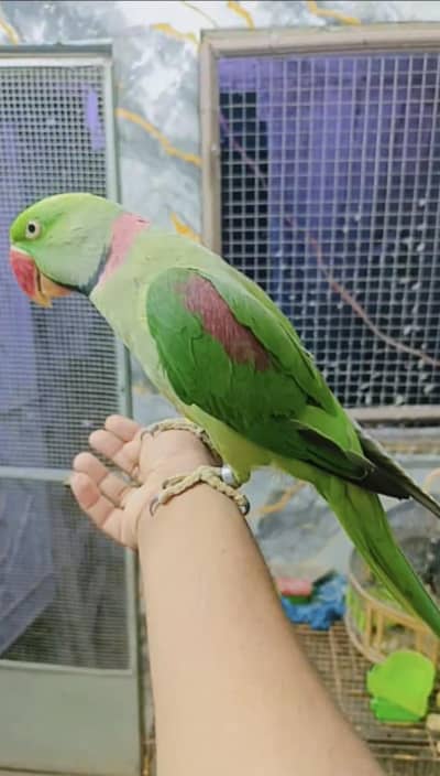 phari tote