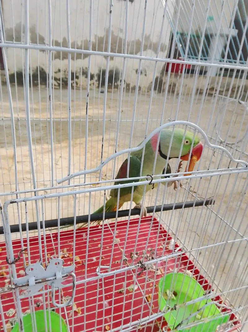 Jumbo size raw parrot male — photo 3