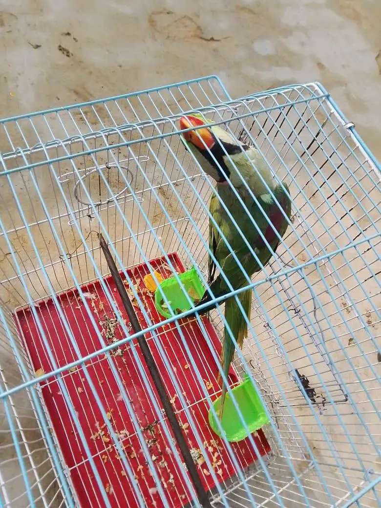 Jumbo size raw parrot male — photo 4