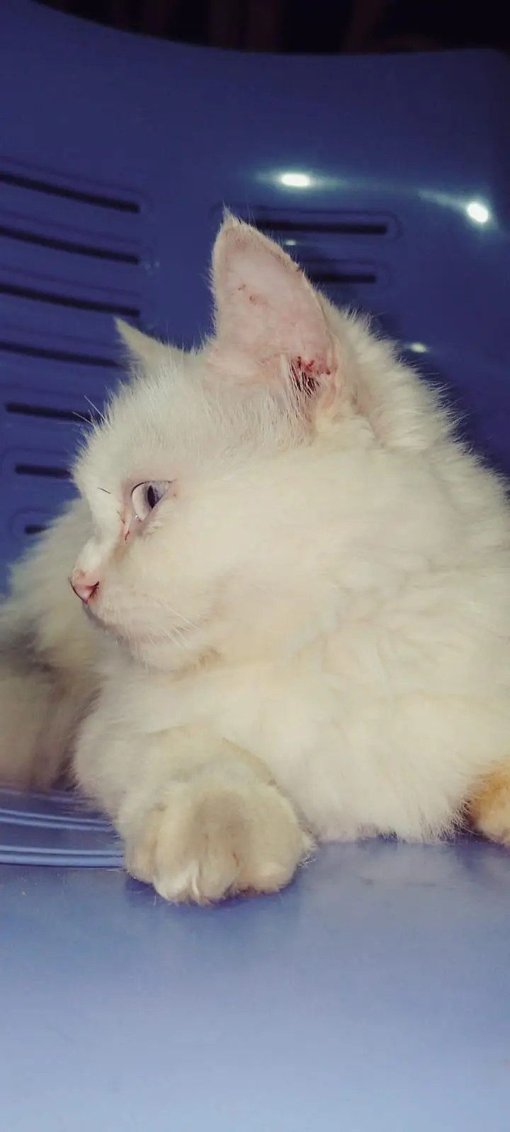 White persian cat double cot — photo 2