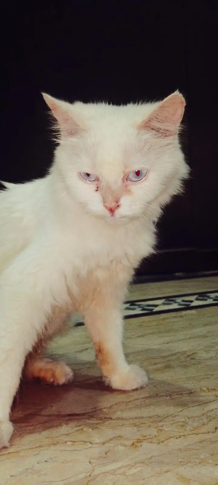 White persian cat double cot — photo 4