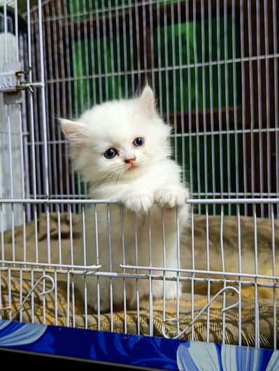 2 month 3 kittens triple coat