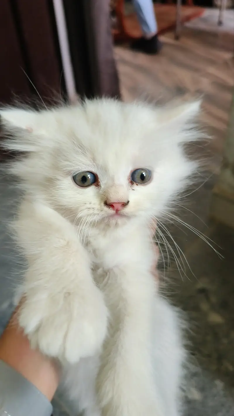 2 month 3 kittens triple coat — photo 2