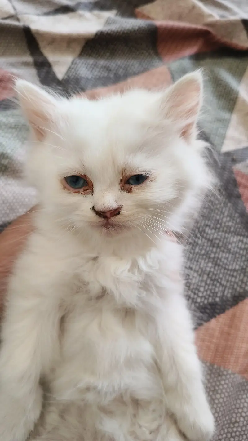 2 month 3 kittens triple coat — photo 3