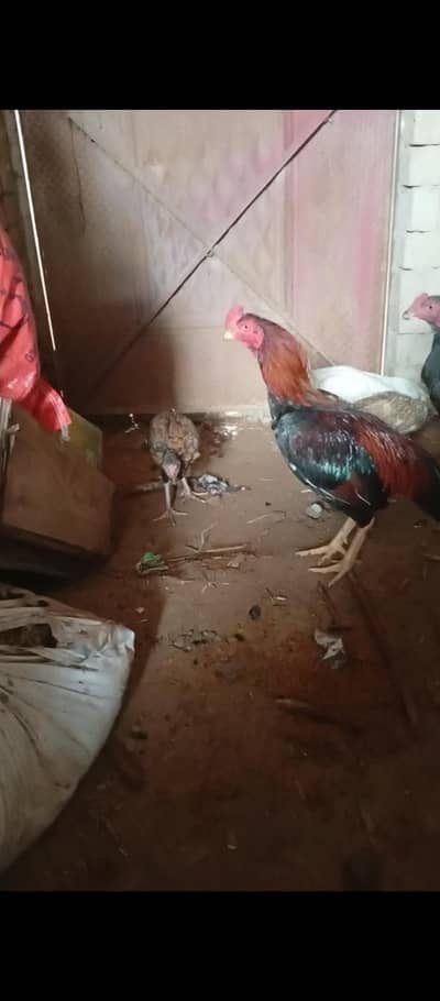 aseel hen 3male 2female very healthy and active
