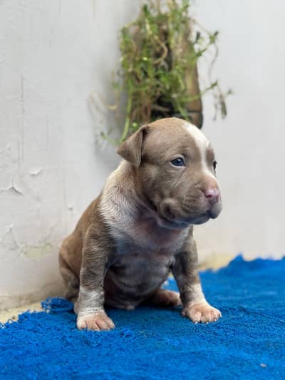 American bullies