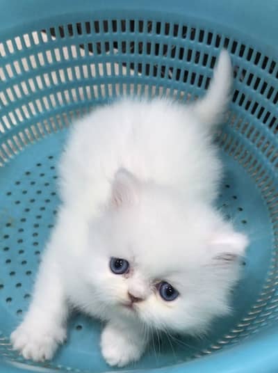 White persian kitten for sale