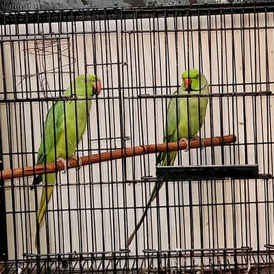 Ringneck In Lahore