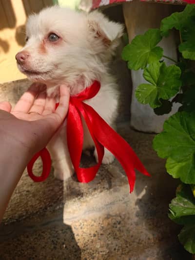 Russian female puppy for sale