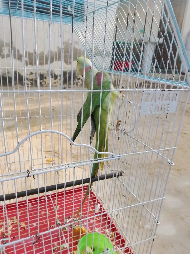 Jumbo size raw parrot male — photo 2