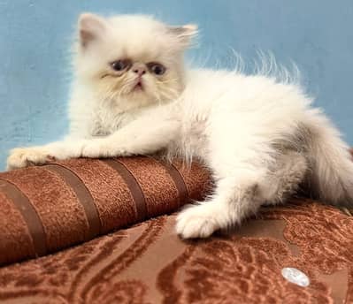 Persian kittens| Triple Coated |Punch Face _whatsap 03023336605