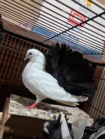 Pure lucky pigeon /Cross pair Male and female